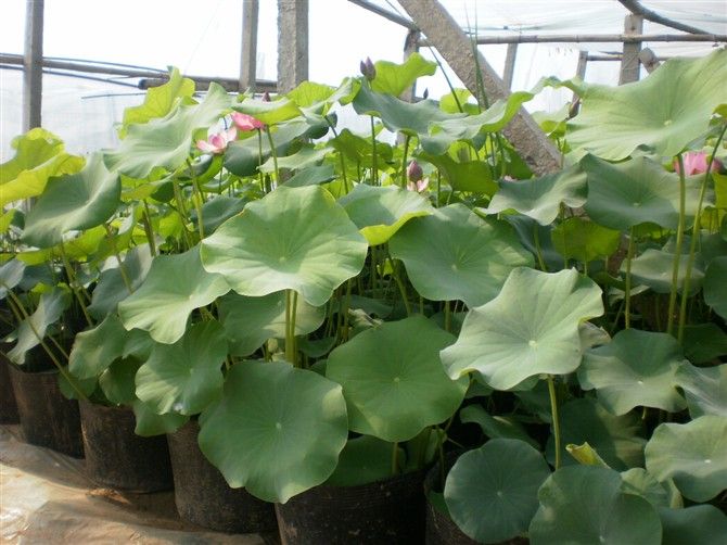 泰安水生花卉价格济宁日照青岛莱芜临沂德州 