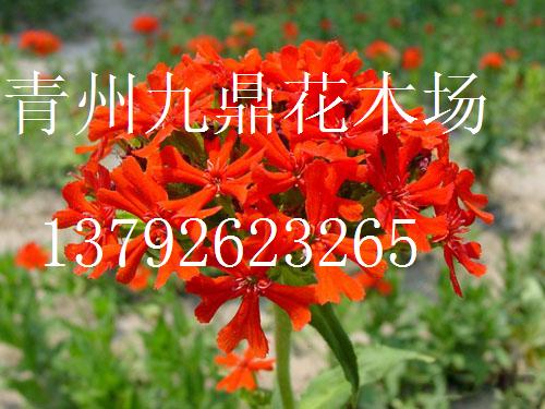 宿根花卉价格-草花 