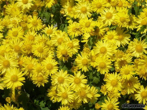 天津国庆菊 河北国庆菊 陕西国庆菊 河南国庆菊山西 