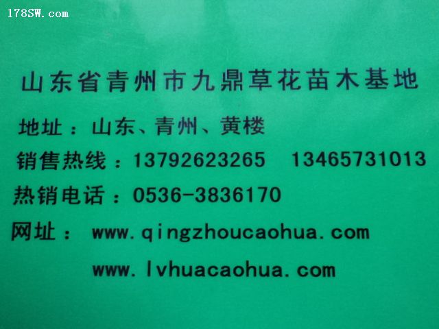 推荐【山东四季草花价格 山东绿化草花价格 绿化草花基地】 