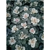 羽衣甘蓝 青州草花 山东宿根花卉