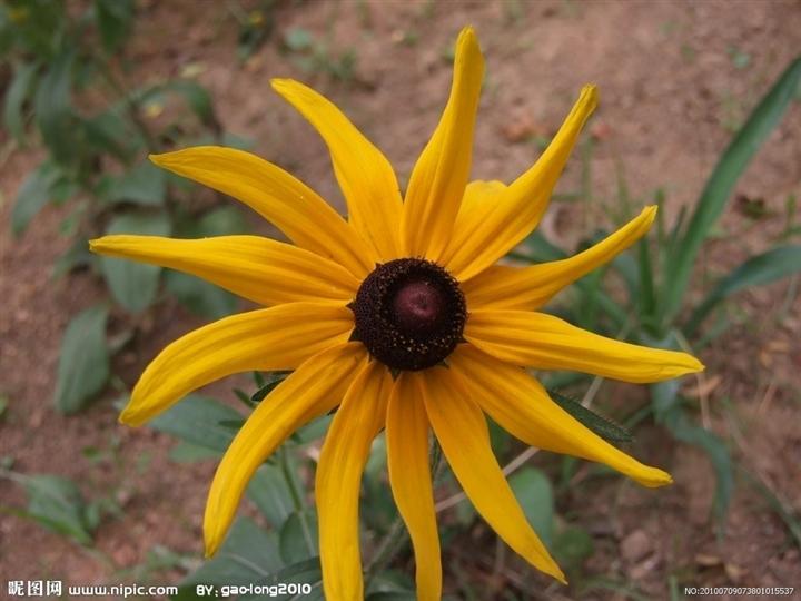 【山东黑心菊价格 青州黑心菊价格 潍坊黑心菊批发基地】 