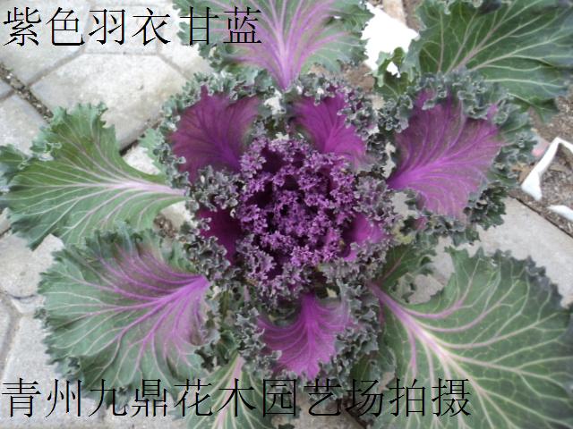 山东冬季草花价格 青州耐寒草花价格 潍坊草花供应商 