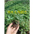 山东委陵菜价格 宿根黄花委陵菜种植基地 