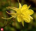 耧斗菜/耧斗菜价格 