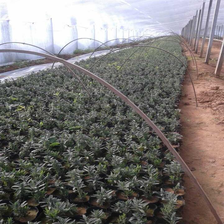 薰衣草价格 山东薰衣草价格 