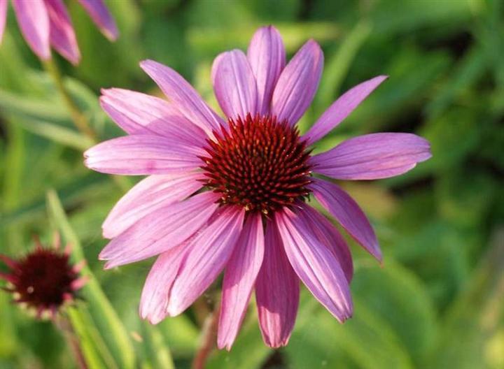 松果菊 青州松果菊 山东松果菊 松果菊价格 