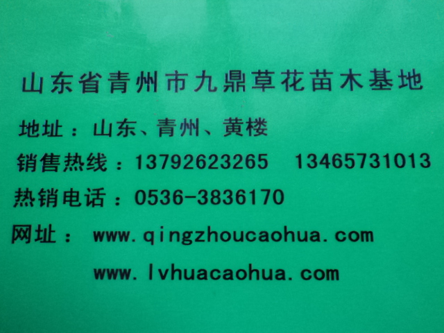 山东草花基地 青州草花基地 绿化草花基地 优质草花基地 