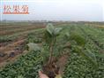 河南松果菊辽宁松果菊河北松果菊天津松果菊陕西松果菊 