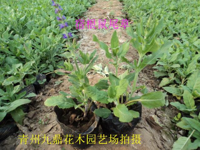 宿根草花种植，宿根草花基地，宿根草花百科，宿根草花价格尽在青州九鼎园艺场 