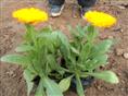 【湖北冬季草花价格/湖北耐寒草花价格/湖北草花销售厂家】 
