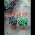 四季海棠价格|山东四季海棠价格 