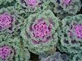 【陕西冬季草花价格/陕西耐寒草花价格/陕西草花销售厂家】 