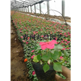山东非洲凤仙价格 