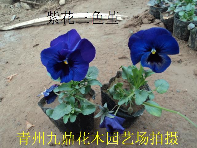 【百度推荐】山东四季草花价格 青州四季草花价格 四季草花批发供应商 
