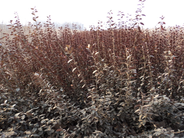 扶芳藤价格|河北扶芳藤价格|邯郸扶芳藤价格 