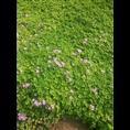 酢浆草价格 山东酢浆草价格 