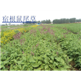 红花鼠尾草|红花鼠尾草价格 