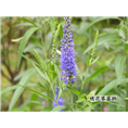 婆婆纳.婆婆纳价格.婆婆纳基地 