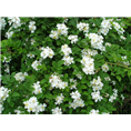 耧斗菜.耧斗菜价格.耧斗菜基地 