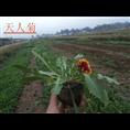 天人菊价格 山东天人菊价格 