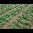 国庆菊价格|山东国庆菊价格 