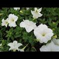 白花矮牵牛价格 
