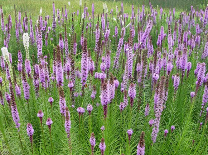 推荐【山东蛇鞭菊价格 山东蛇鞭菊基地 宿根绿化草花批发】 