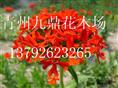 宿根花卉价格-草花 
