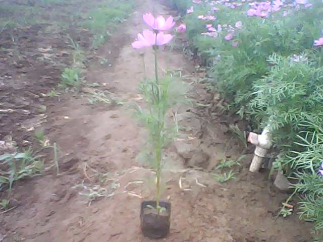 波斯菊/波斯菊价格 