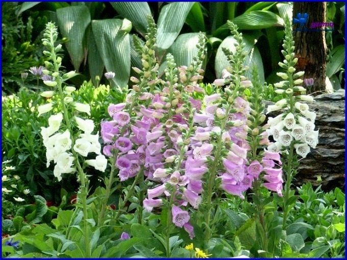 黄菖蒲.黄菖蒲价格.黄菖蒲基地 