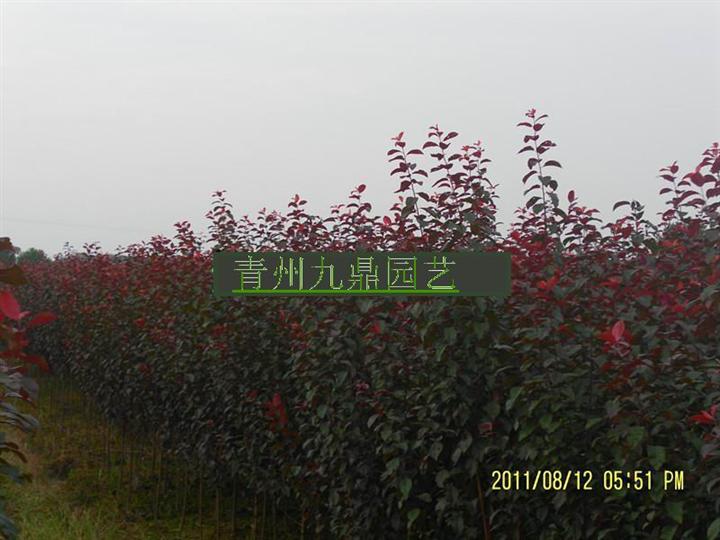 山东紫叶李小苗价格|100-150红叶李小苗批发|紫叶李小苗基地 
