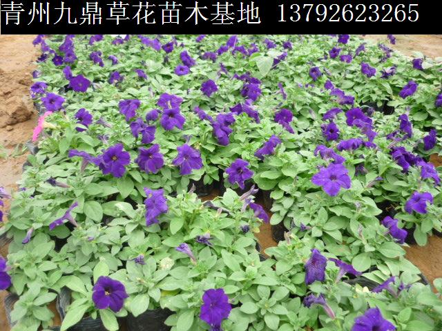 内蒙古草花价格 内蒙古草花批发呼和浩特草花赤峰草花包头草花供应商 