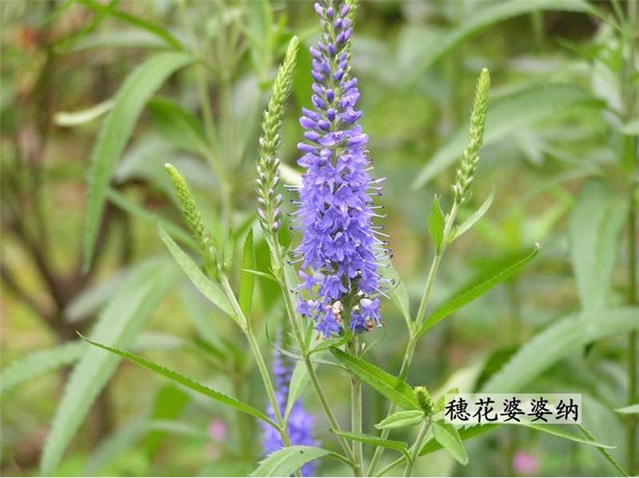 婆婆纳.婆婆纳价格.婆婆纳基地 