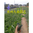 山东桔梗价格 宿根桔梗批发基地 