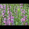 临沂千屈菜价格泰安青岛莱芜聊城滨州 