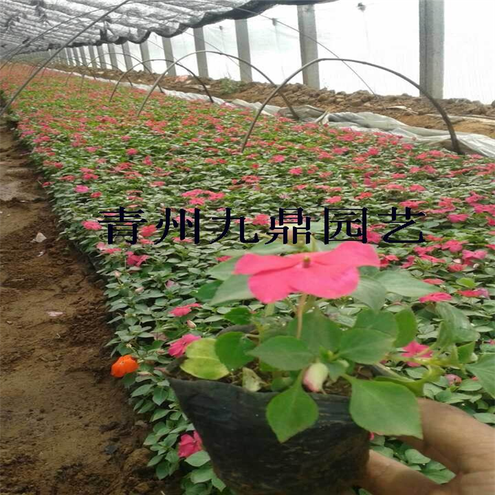 山东非洲凤仙价格 