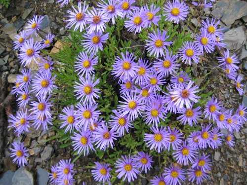 山东紫菀价格*山东紫菀批发*山东宿根草花价格 