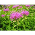 玉簪.玉簪价格.玉簪基地 