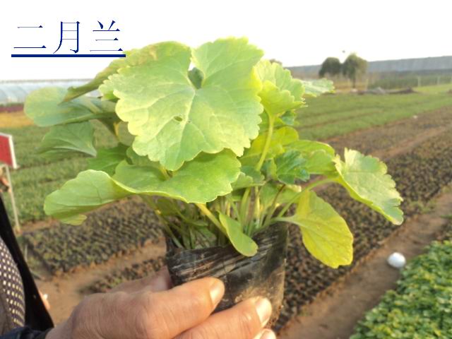 【山东二月兰价格 青州二月兰销售 宿根花卉基地】 
