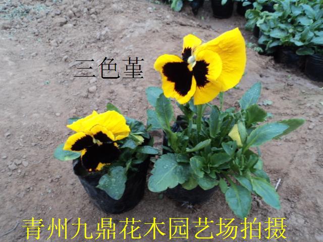 青州草花价格 青州草花批发 青州草花基地 青州草花供应商 