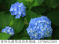 热荐{山东八仙花价格 青州八仙花价格 优质八仙花批发供应商} 