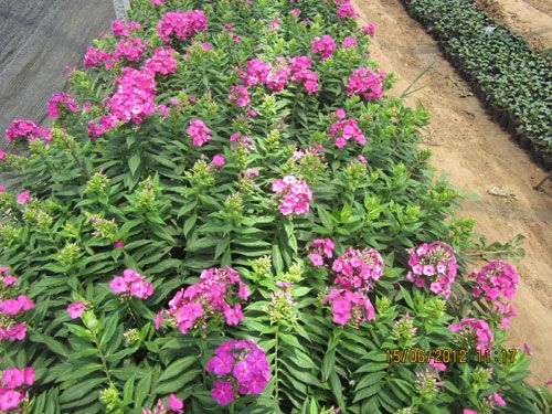 泰安宿根福禄考价格青岛临沂聊城滨州菏泽 