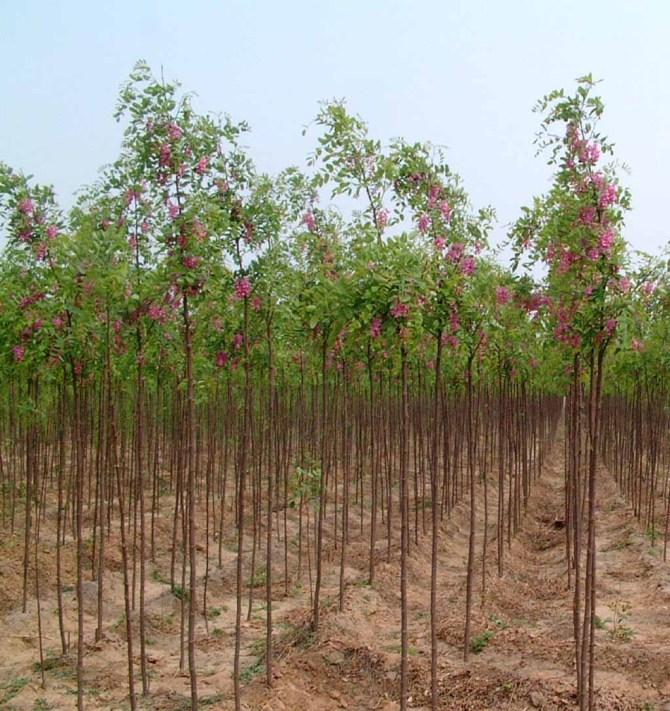 山东香花槐价格|速生香花槐小苗价格|香花槐小苗批发|速生绿化苗基地 