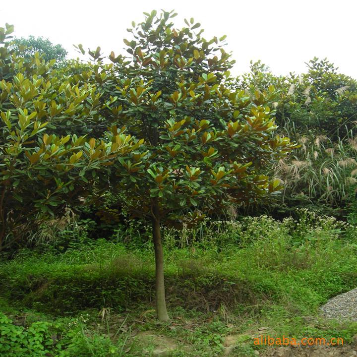 蛇年：山东玉兰价格/批发优质北方玉兰/青州绿化苗木基地 