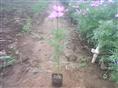波斯菊/波斯菊价格 