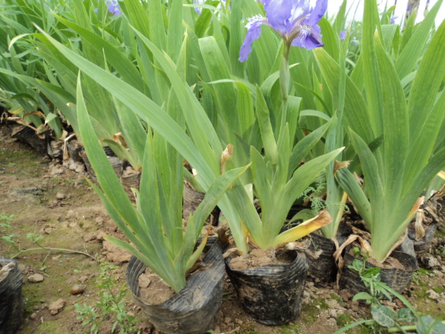 紫花地丁.紫花地丁价格.紫花地丁基地 