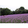 山东柳叶马鞭草价格 绿化柳叶马鞭草基地 