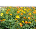波斯菊.波斯菊价格.波斯菊基地 