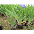 紫花地丁.紫花地丁价格.紫花地丁基地 